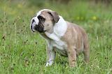 BULLDOG ANGLAIS 007